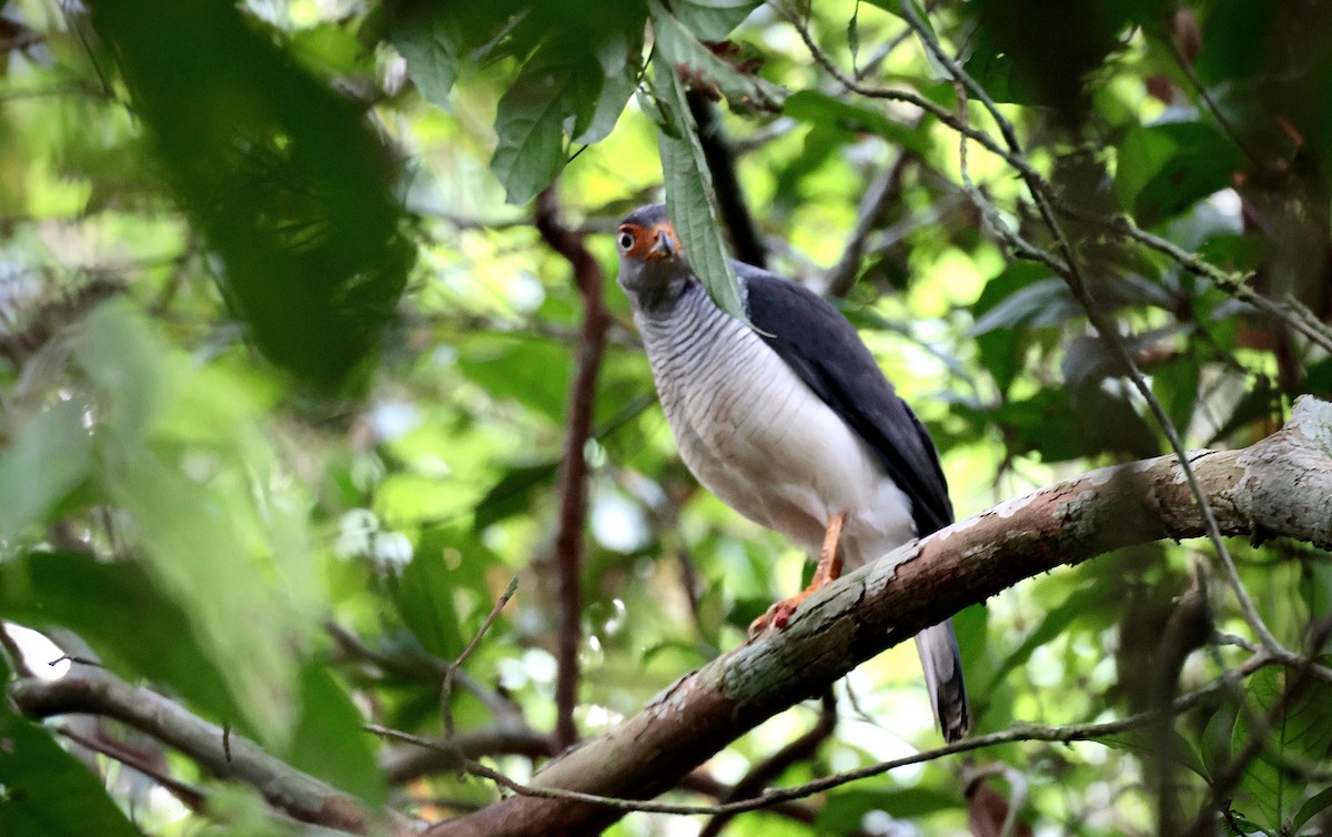 Cryptic Forest-Falcon - ML637862734