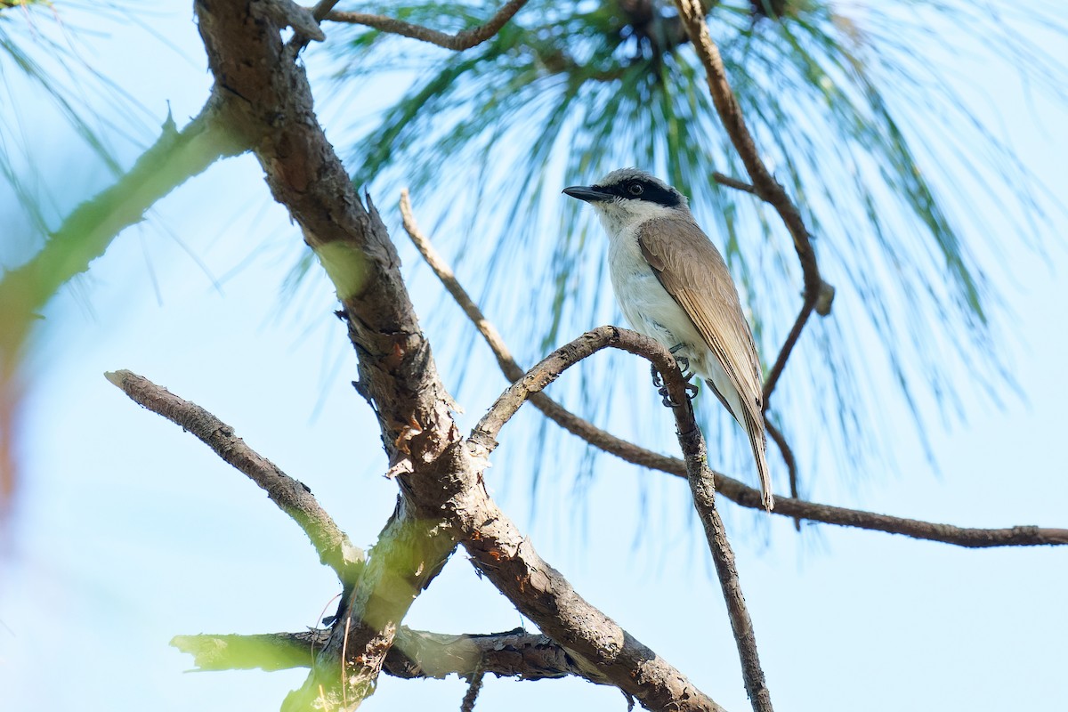 Large Woodshrike - ML637862735