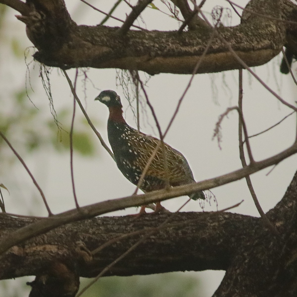 Black Francolin - ML637862765
