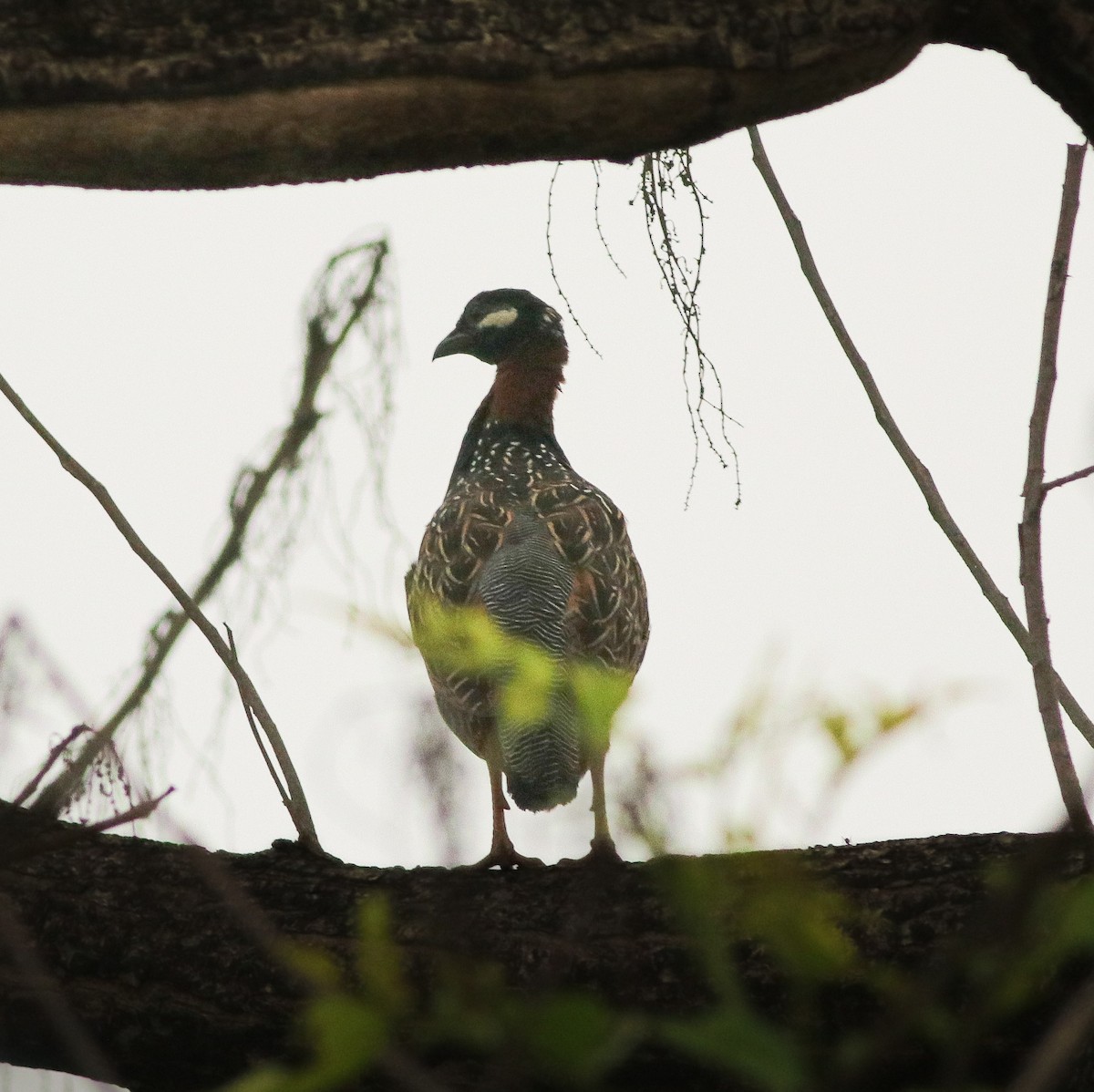 Black Francolin - ML637862766