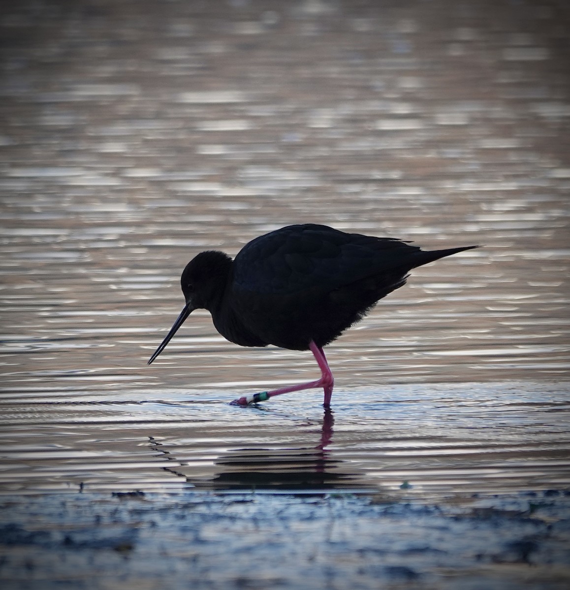 Black Stilt - ML637862798
