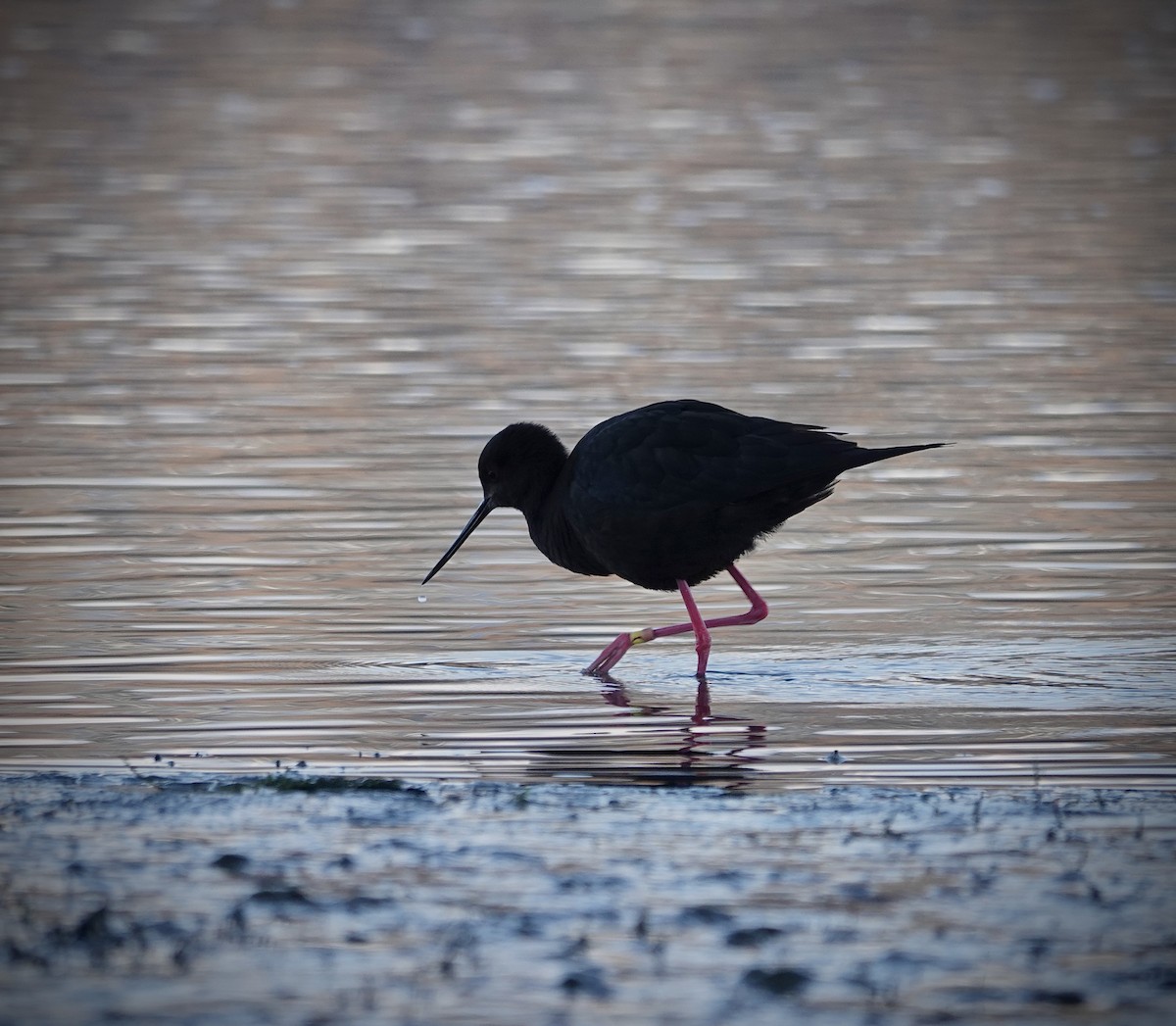 Black Stilt - ML637862799