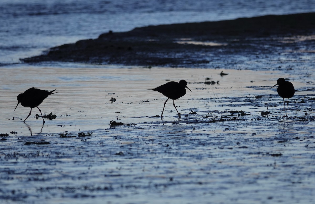 Black Stilt - ML637862800