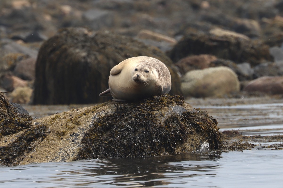 Harbor Seal - ML637862801