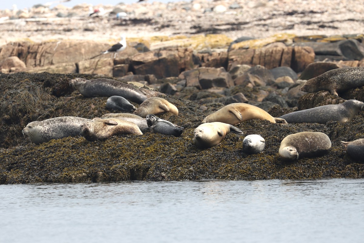 Harbor Seal - ML637862803