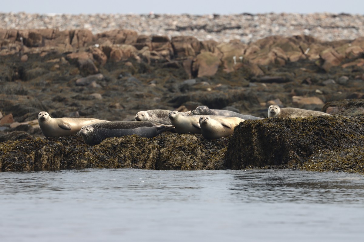 Harbor Seal - ML637862804