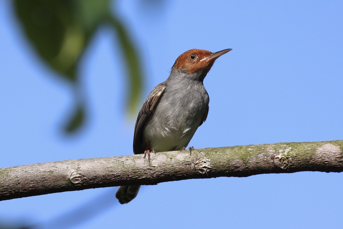 Ashy Tailorbird - ML637862853