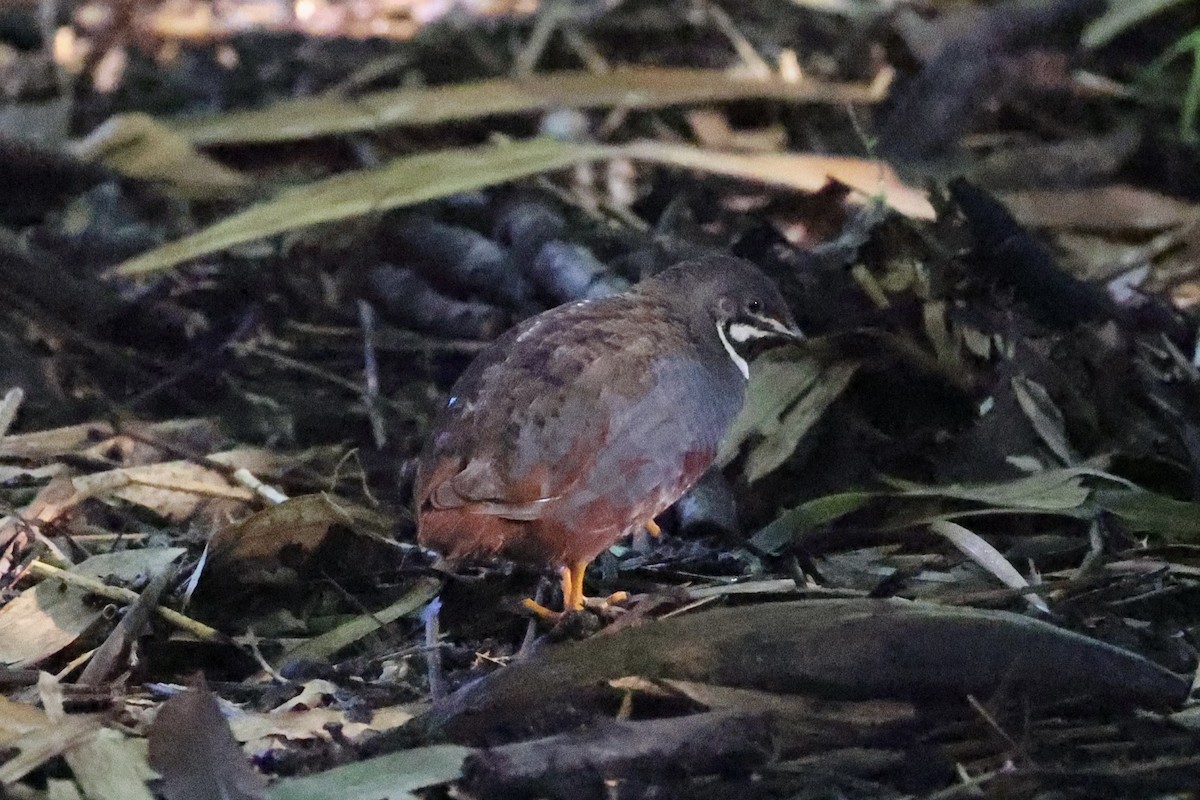 ヒメウズラ - ML637862906