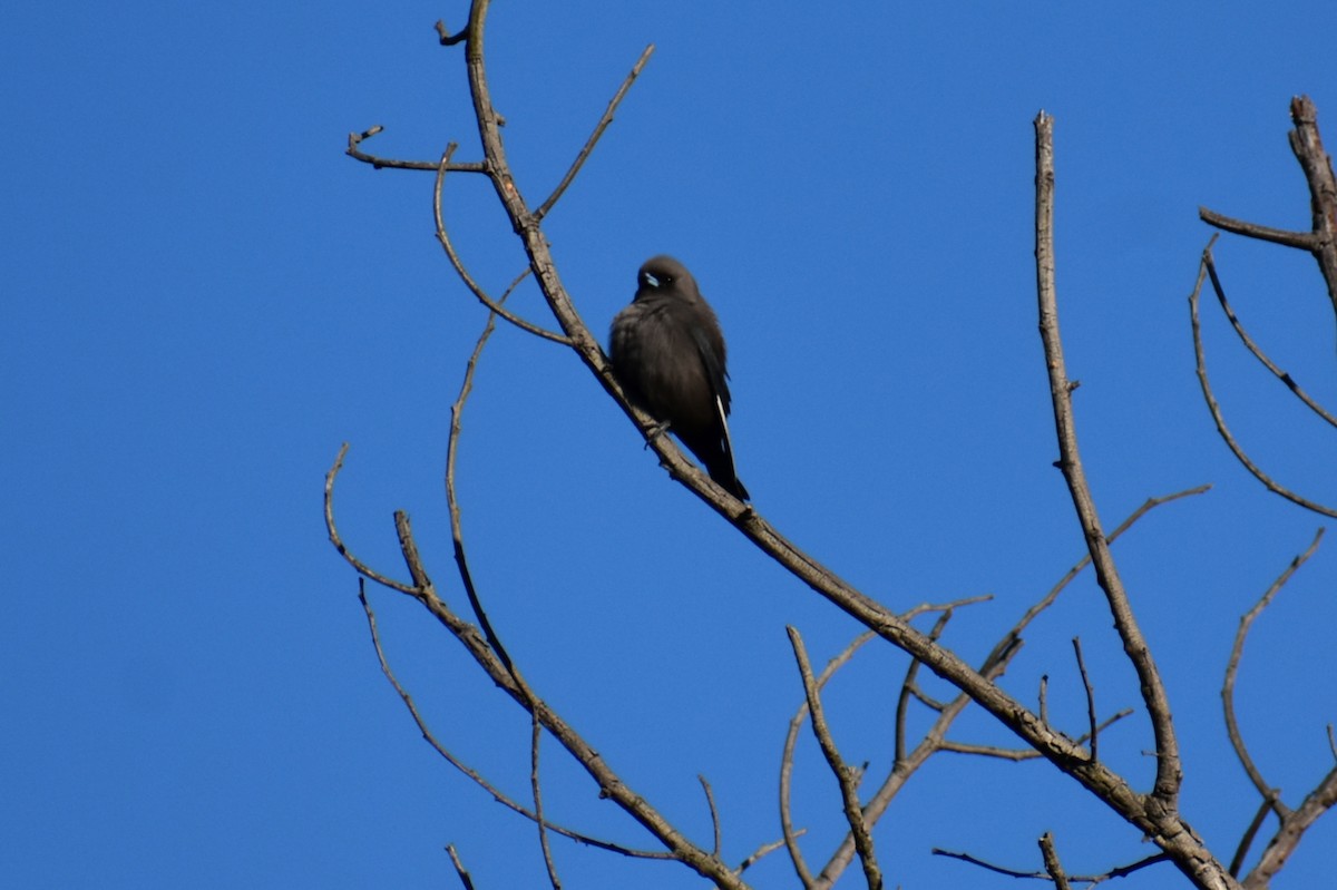 Dusky Woodswallow - ML637862952