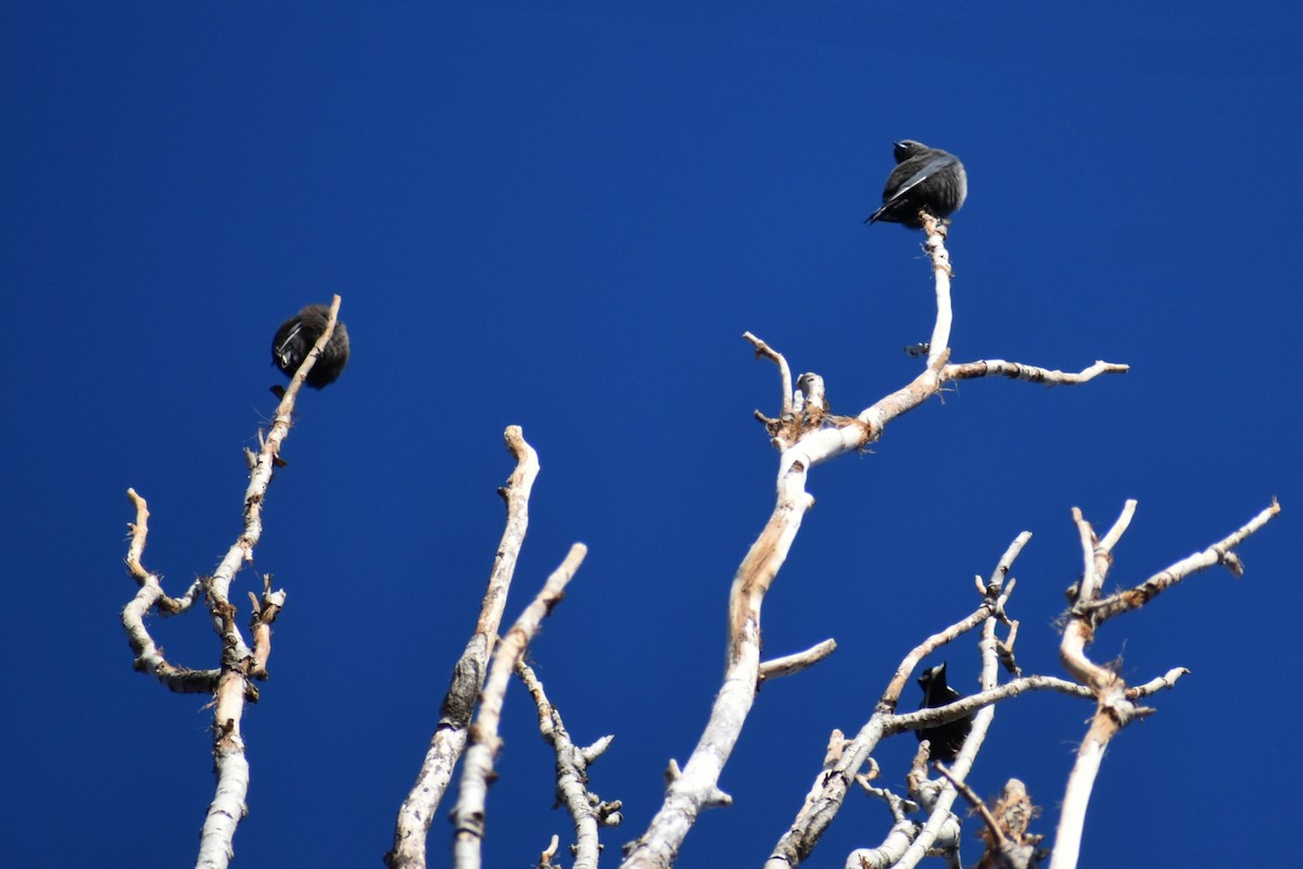 Dusky Woodswallow - ML637862954