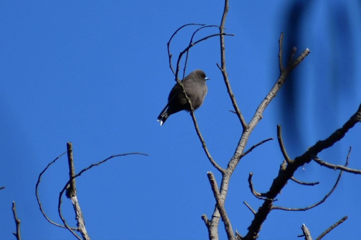 Dusky Woodswallow - ML637862955