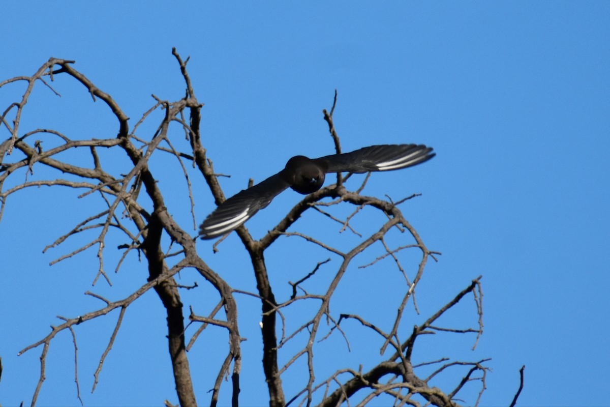Dusky Woodswallow - ML637862957