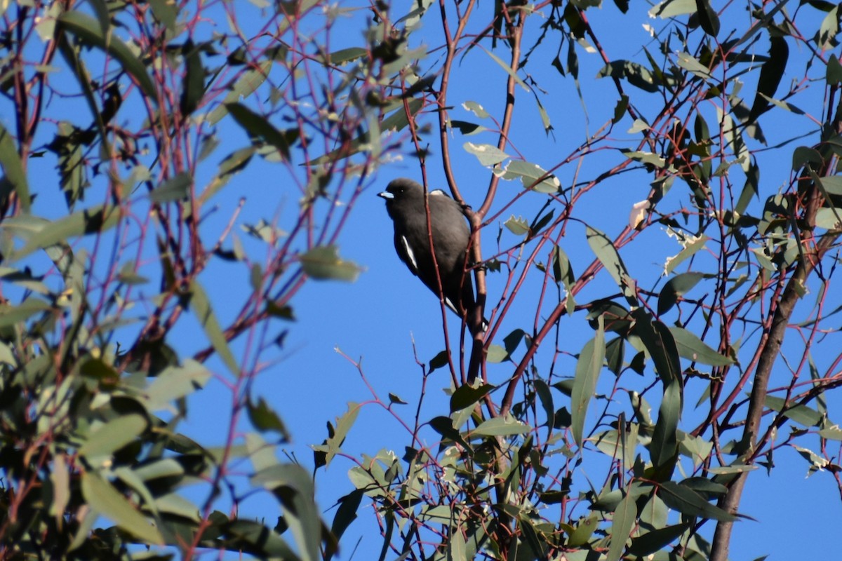 Dusky Woodswallow - ML637862958