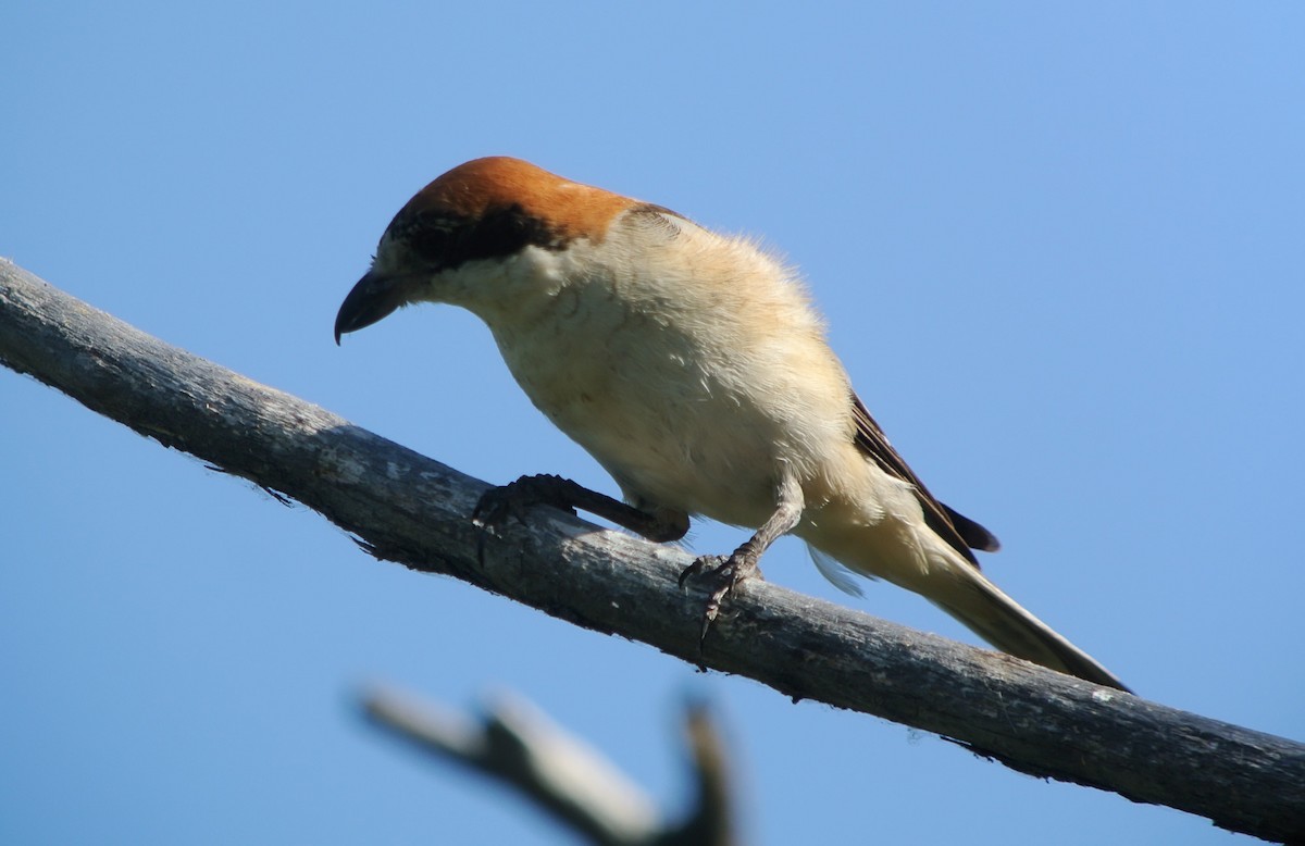Woodchat Shrike - ML637862970