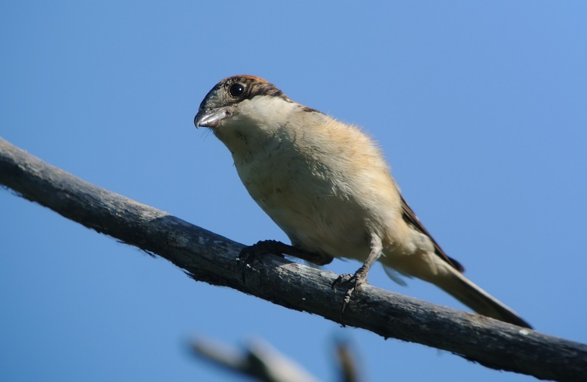 Woodchat Shrike - ML637862971