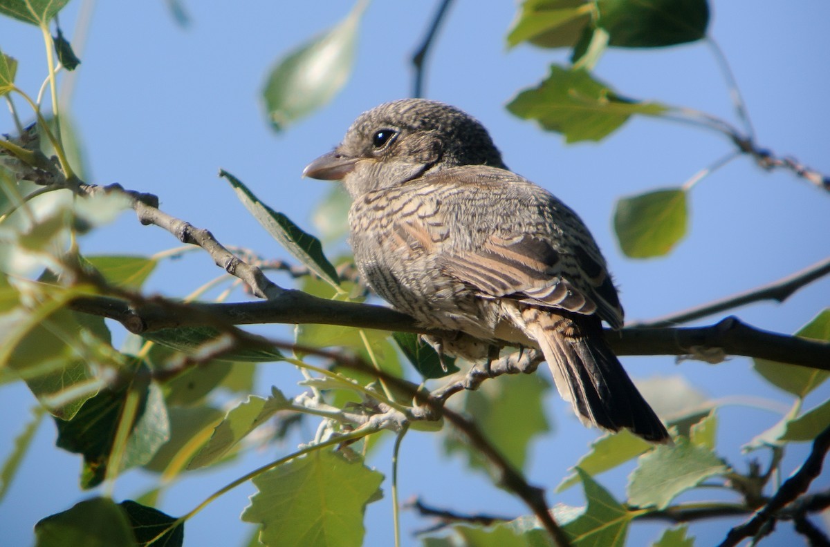 Woodchat Shrike - ML637862973