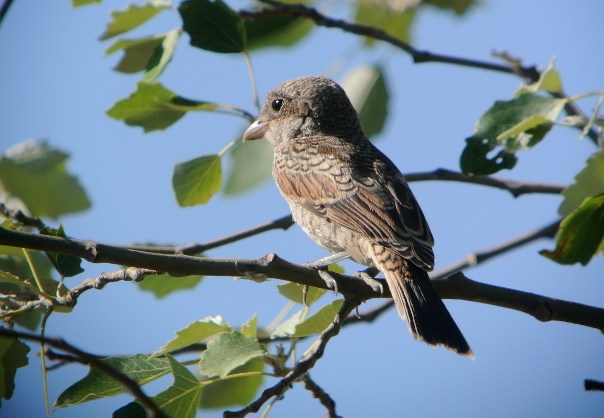 Woodchat Shrike - ML637862974