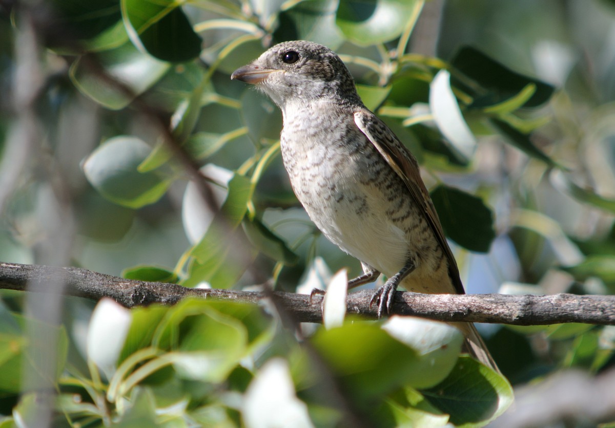 Woodchat Shrike - ML637862975