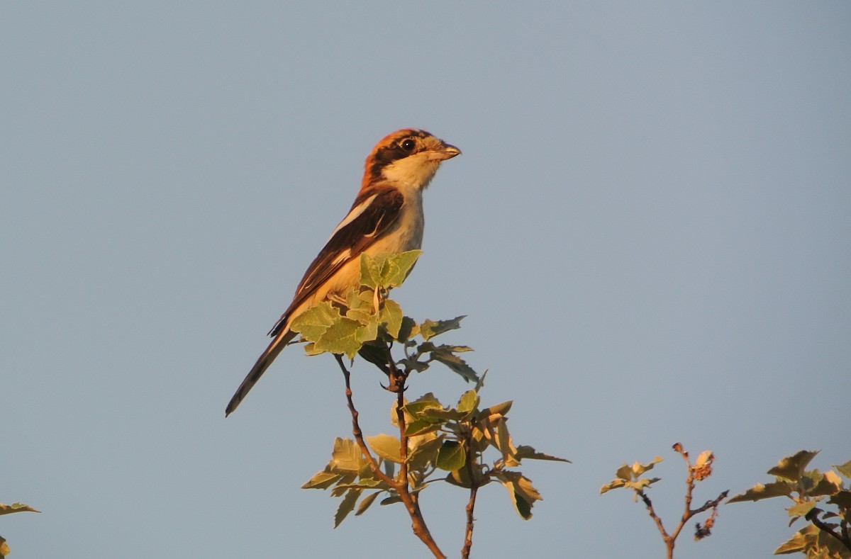 Woodchat Shrike - ML637862976