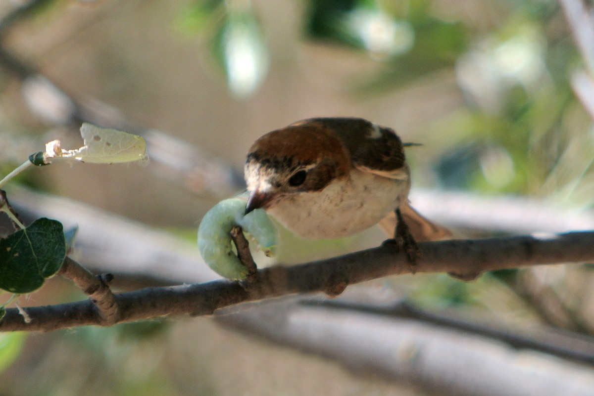 Woodchat Shrike - ML637862977