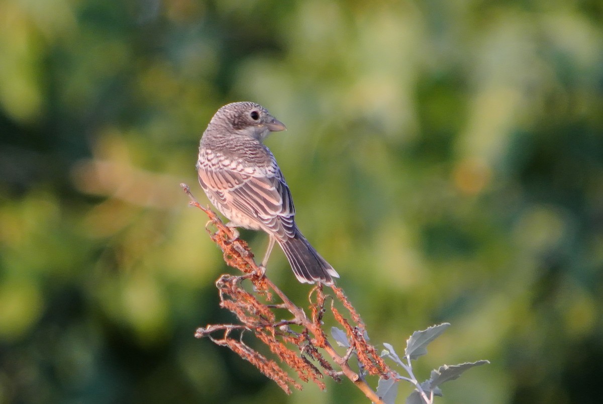 Woodchat Shrike - ML637862978