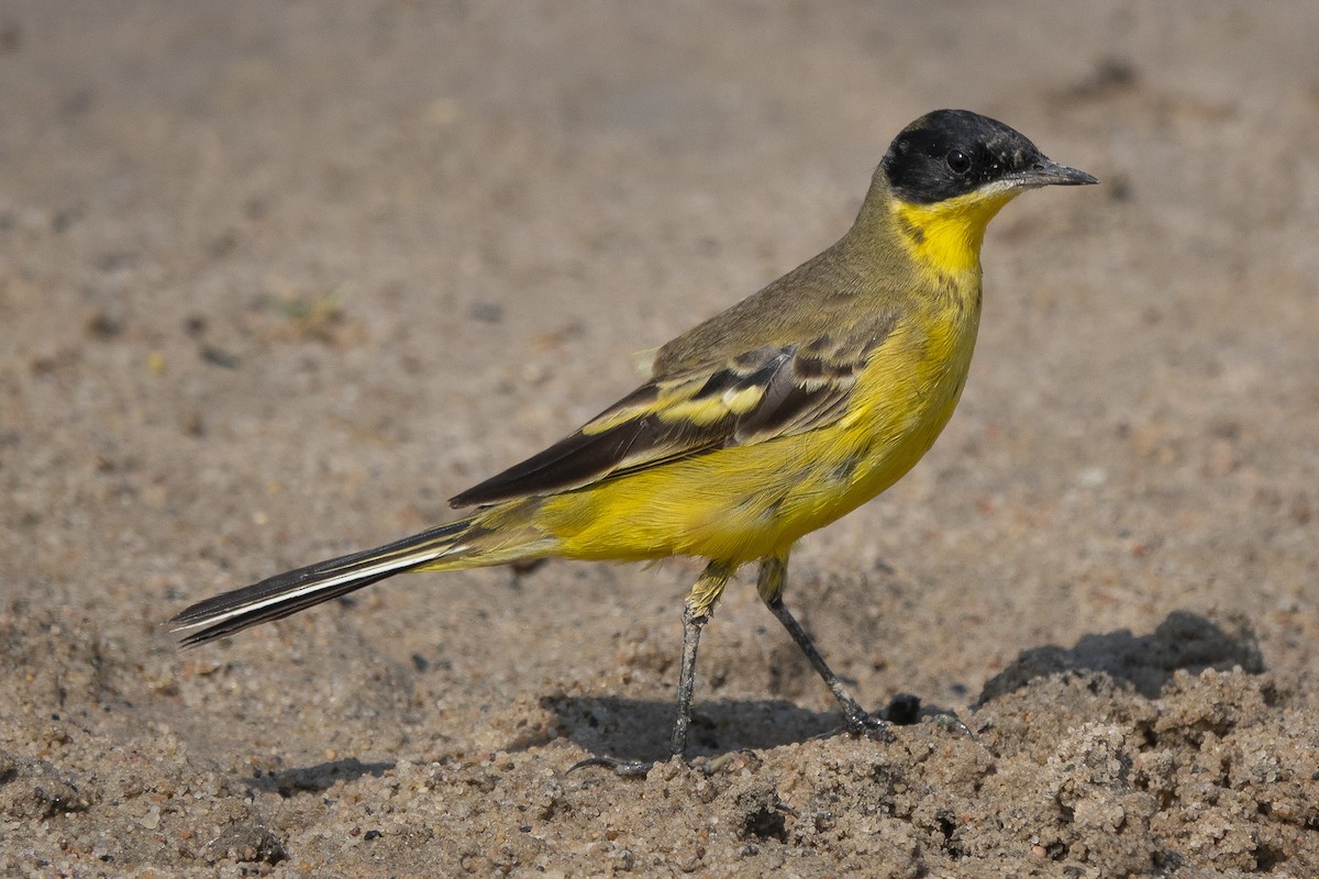 konipas luční (ssp. feldegg) - ML637863033