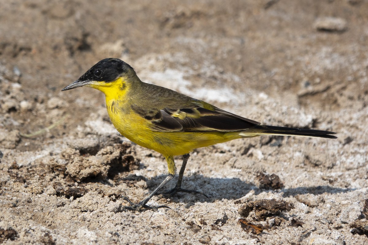konipas luční (ssp. feldegg) - ML637863034