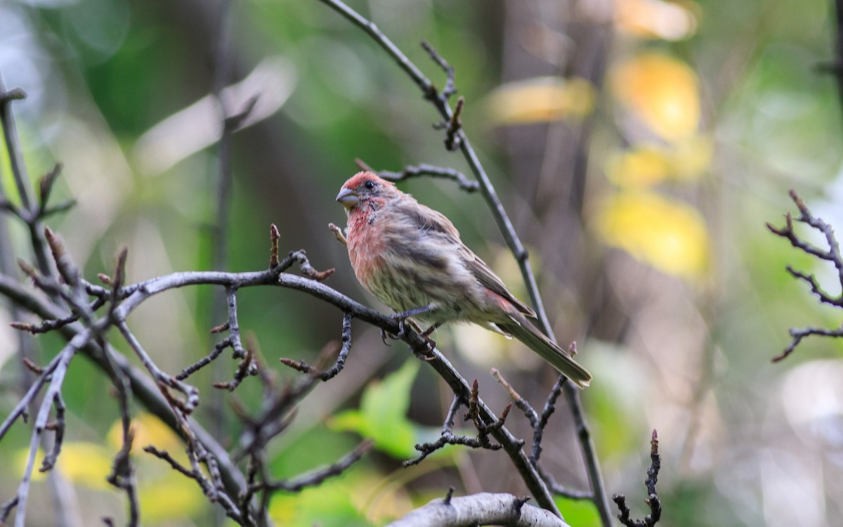 House Finch - ML637863046