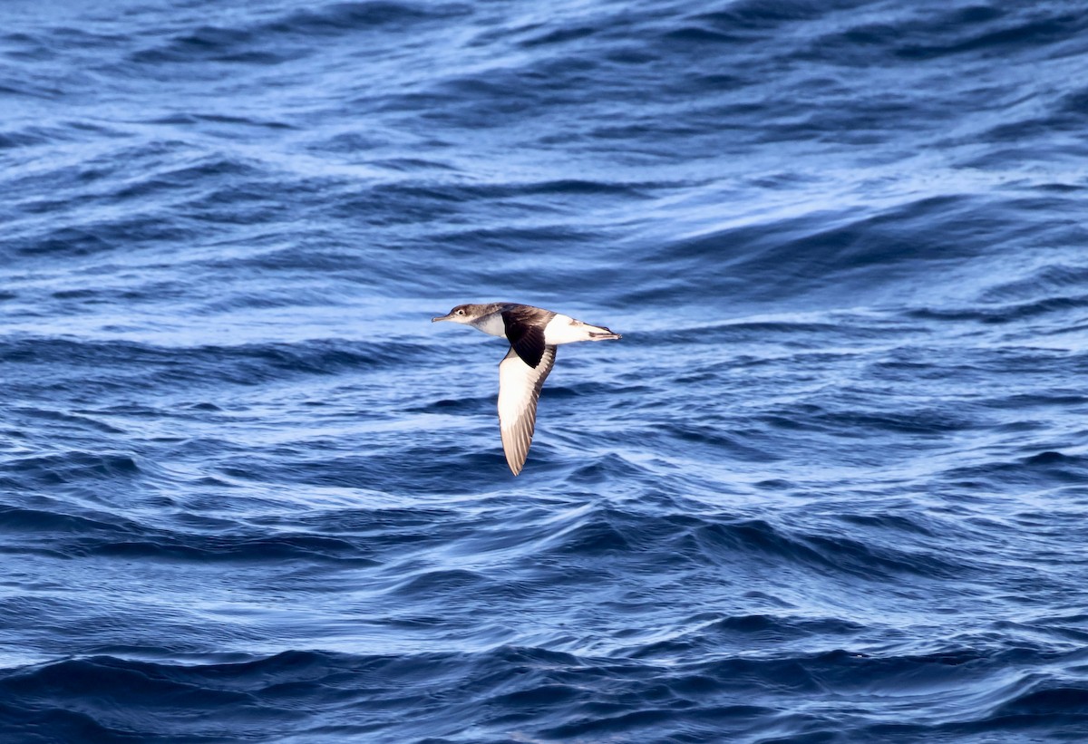 Fluttering Shearwater - ML637863095