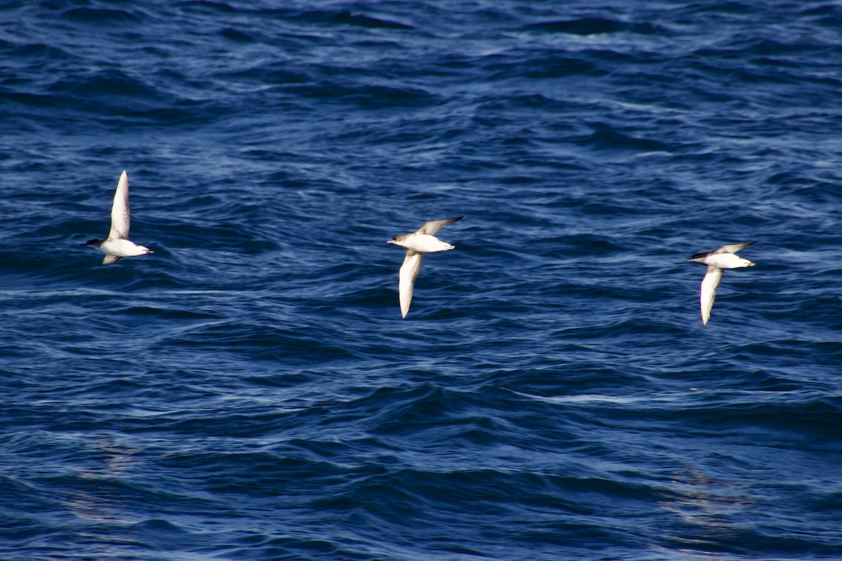 Fluttering Shearwater - ML637863096