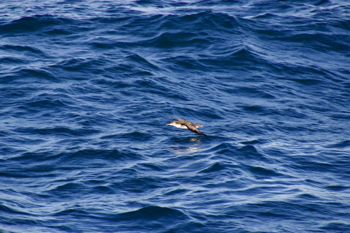 Fluttering Shearwater - ML637863097