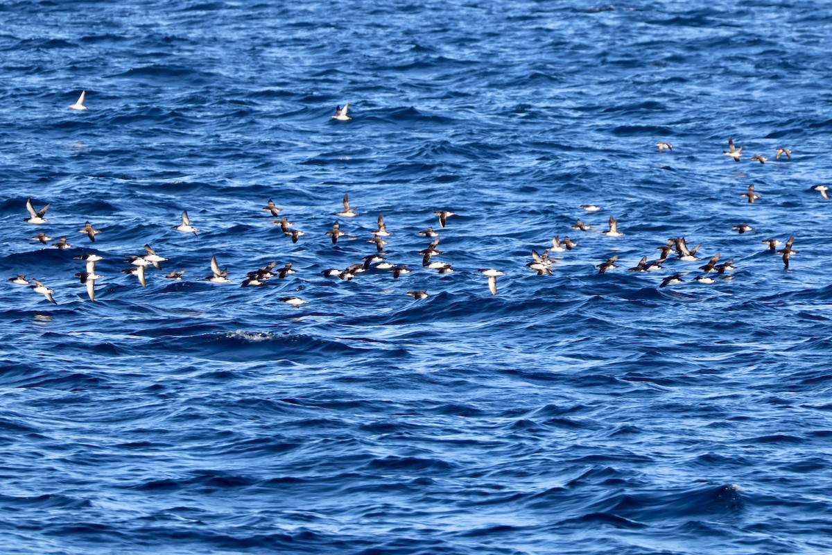 Fluttering Shearwater - ML637863124