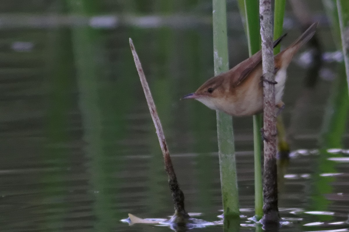 Australian Reed Warbler - ML637863135
