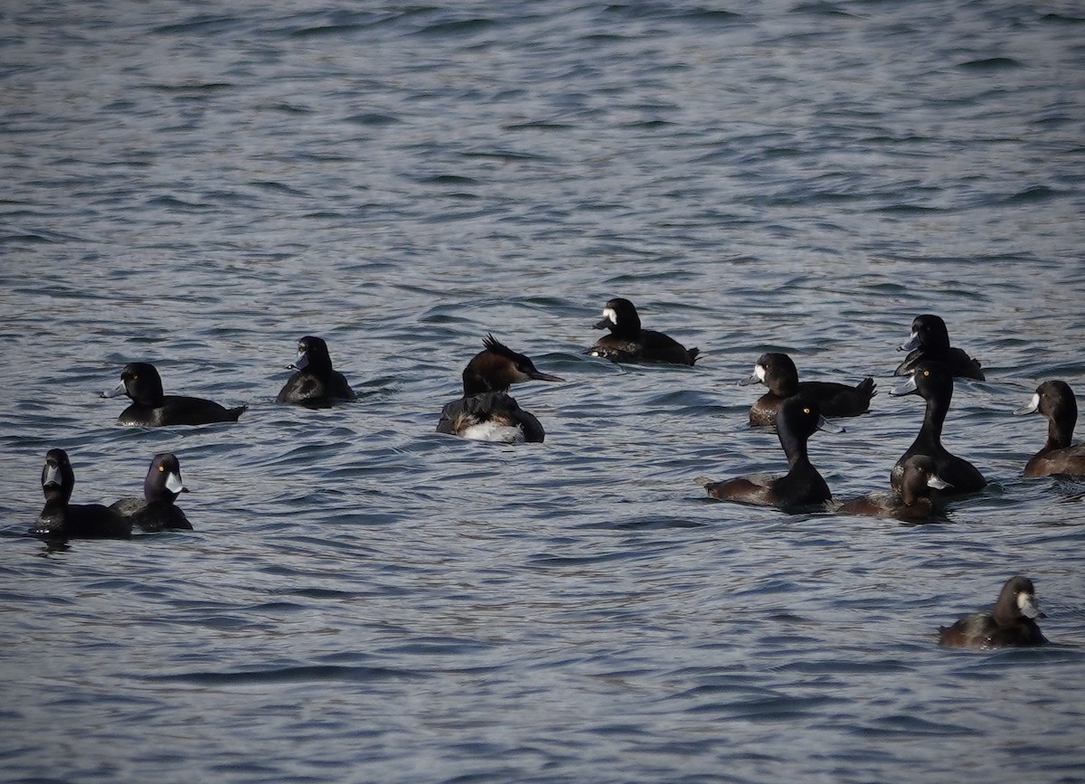 New Zealand Scaup - ML637863136