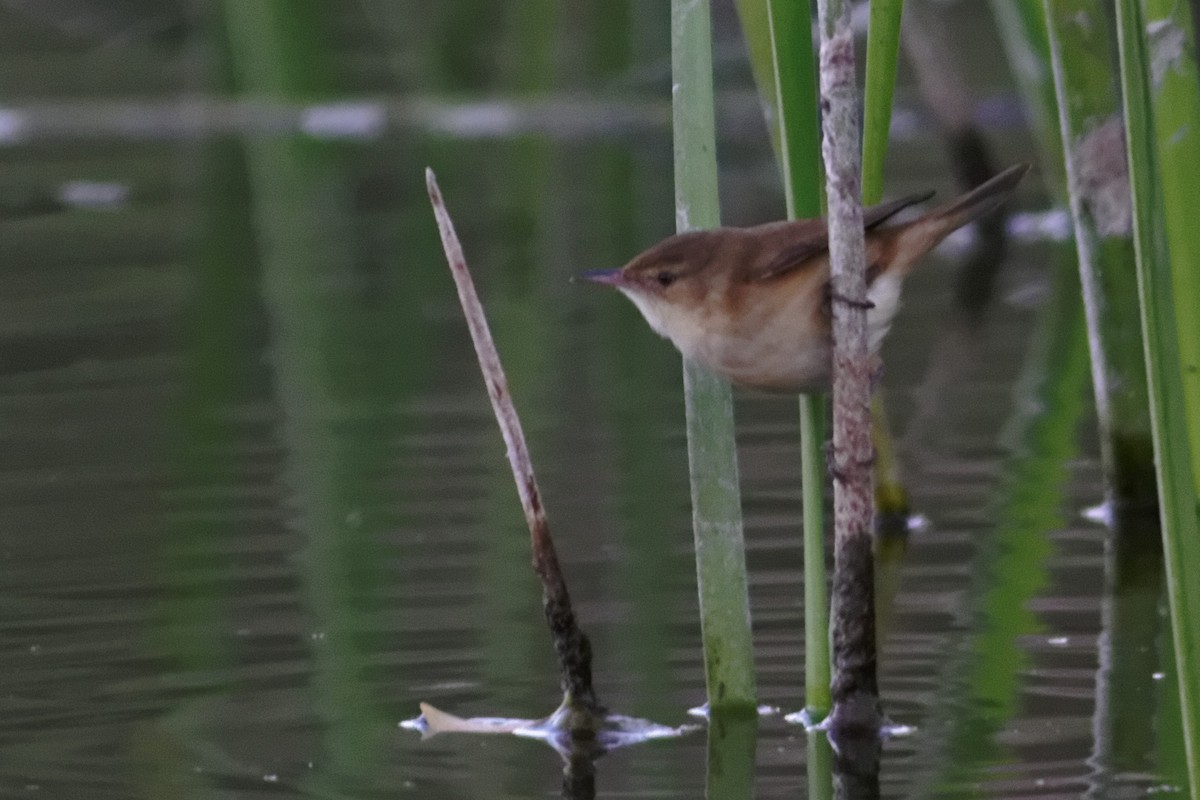Australian Reed Warbler - ML637863137