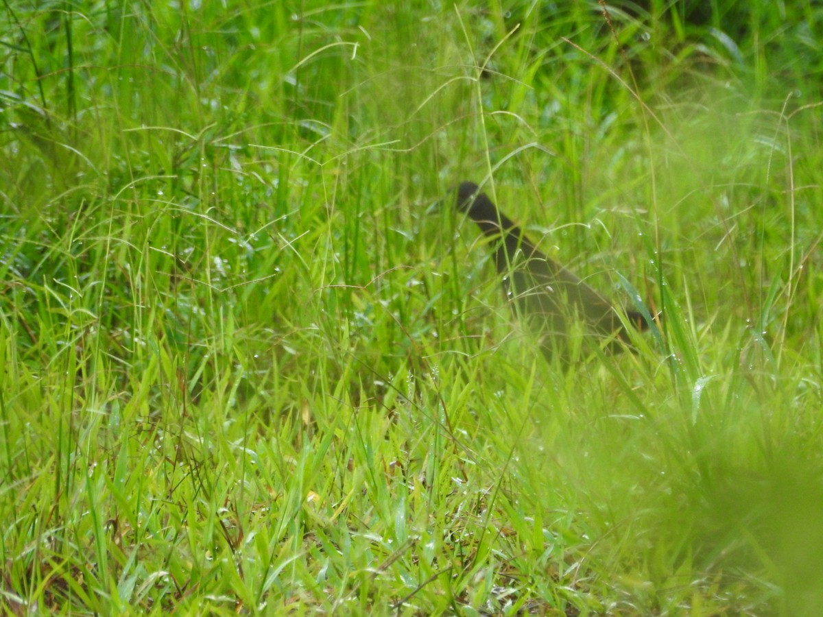 Plain Bush-hen - ML637863138