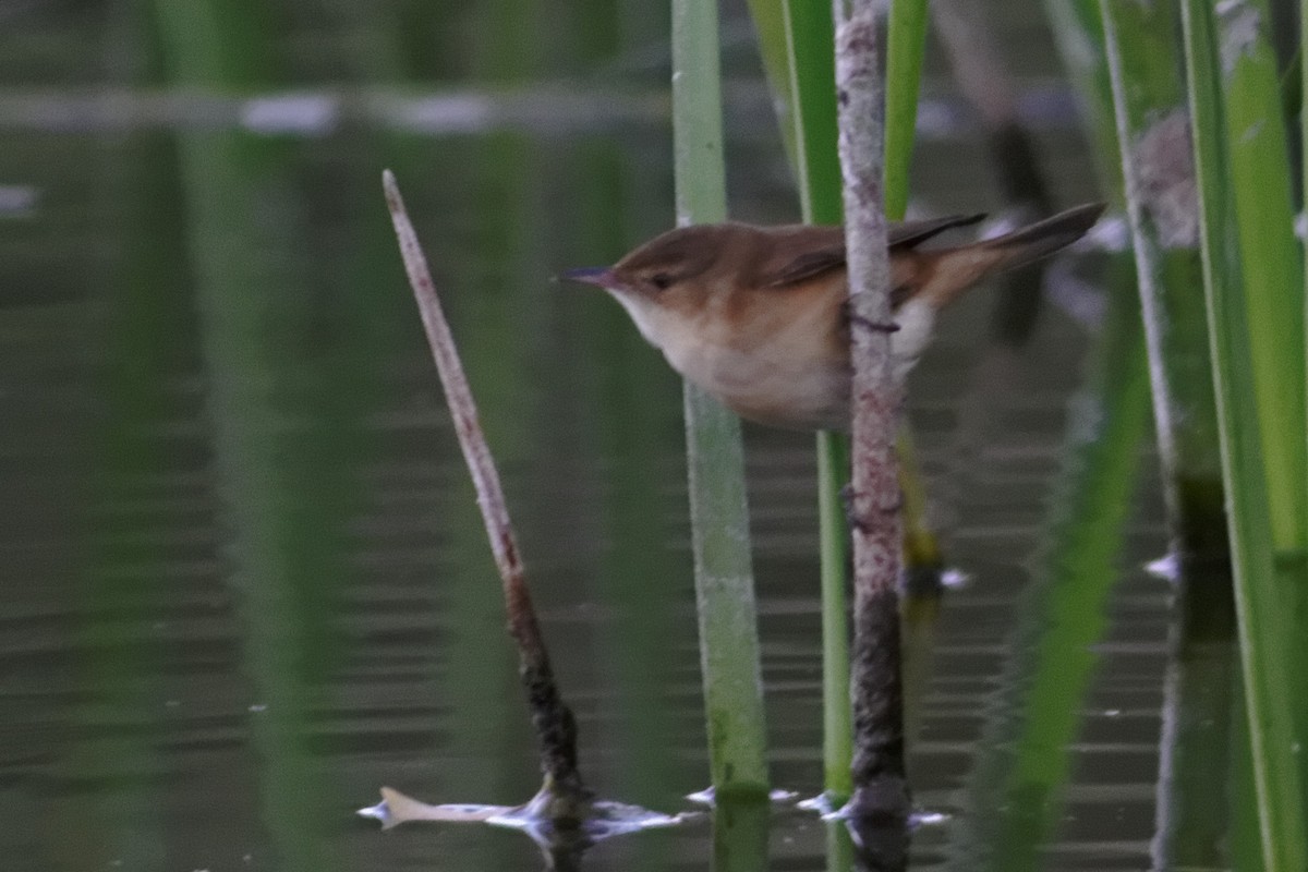 Australian Reed Warbler - ML637863145