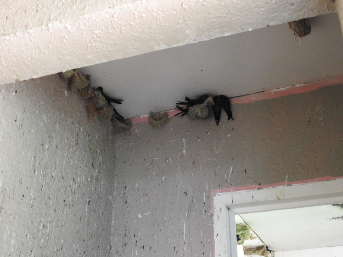 Ridgetop Swiftlet - ML637863185