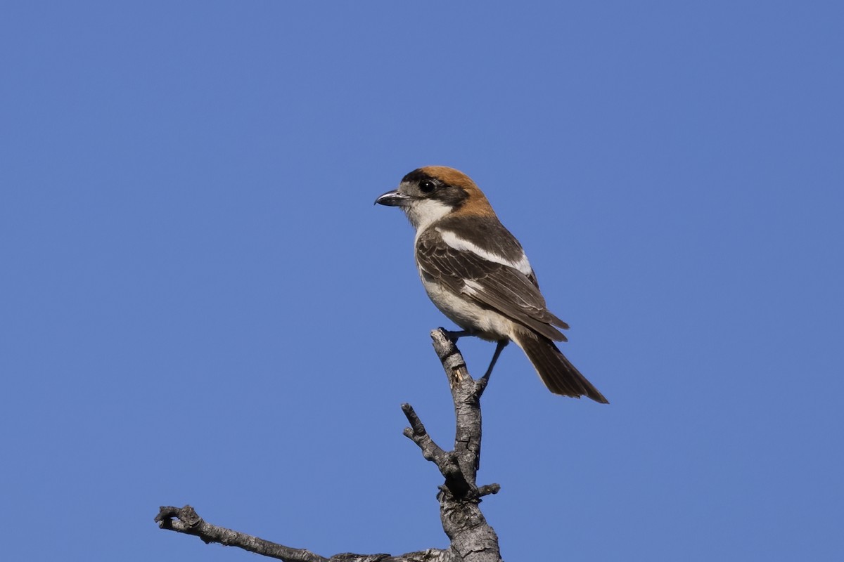 Woodchat Shrike - ML637863220