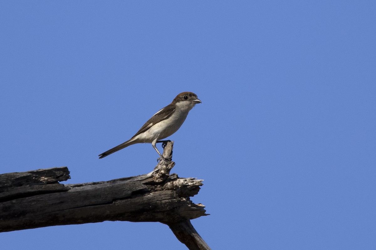 Woodchat Shrike - ML637863221