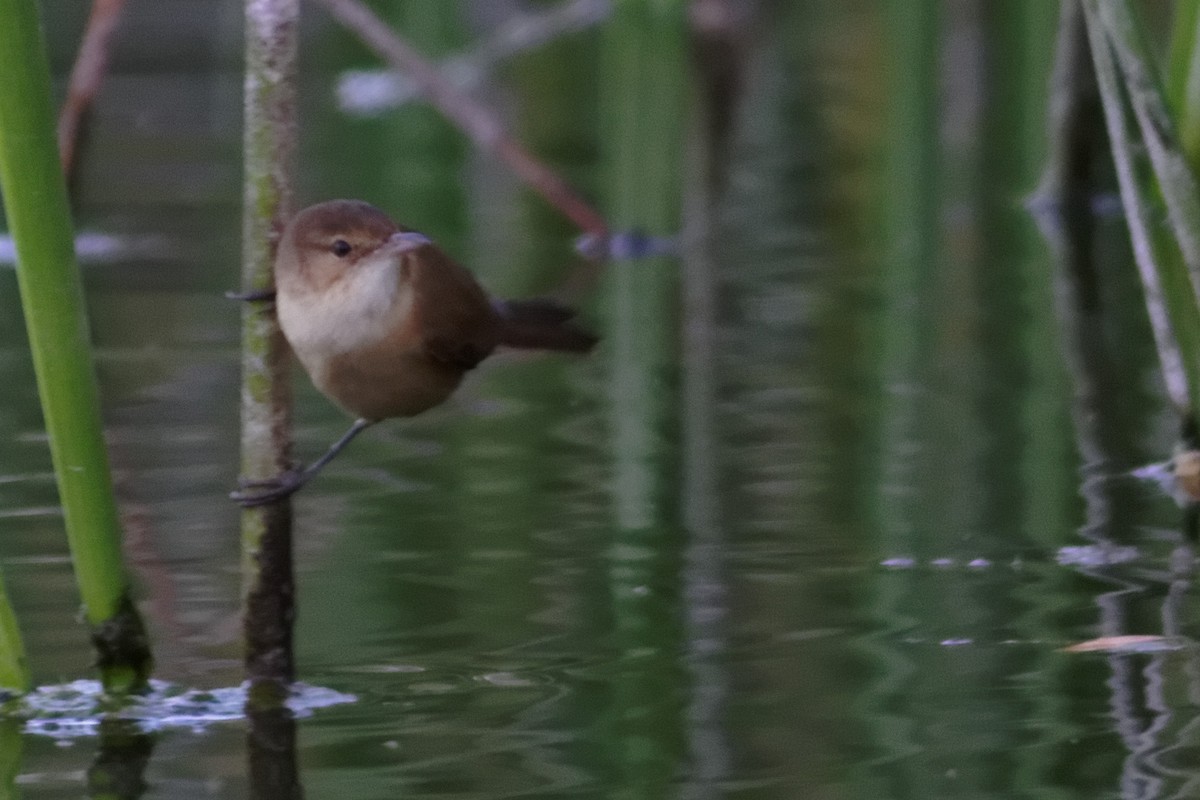 Australian Reed Warbler - ML637863253