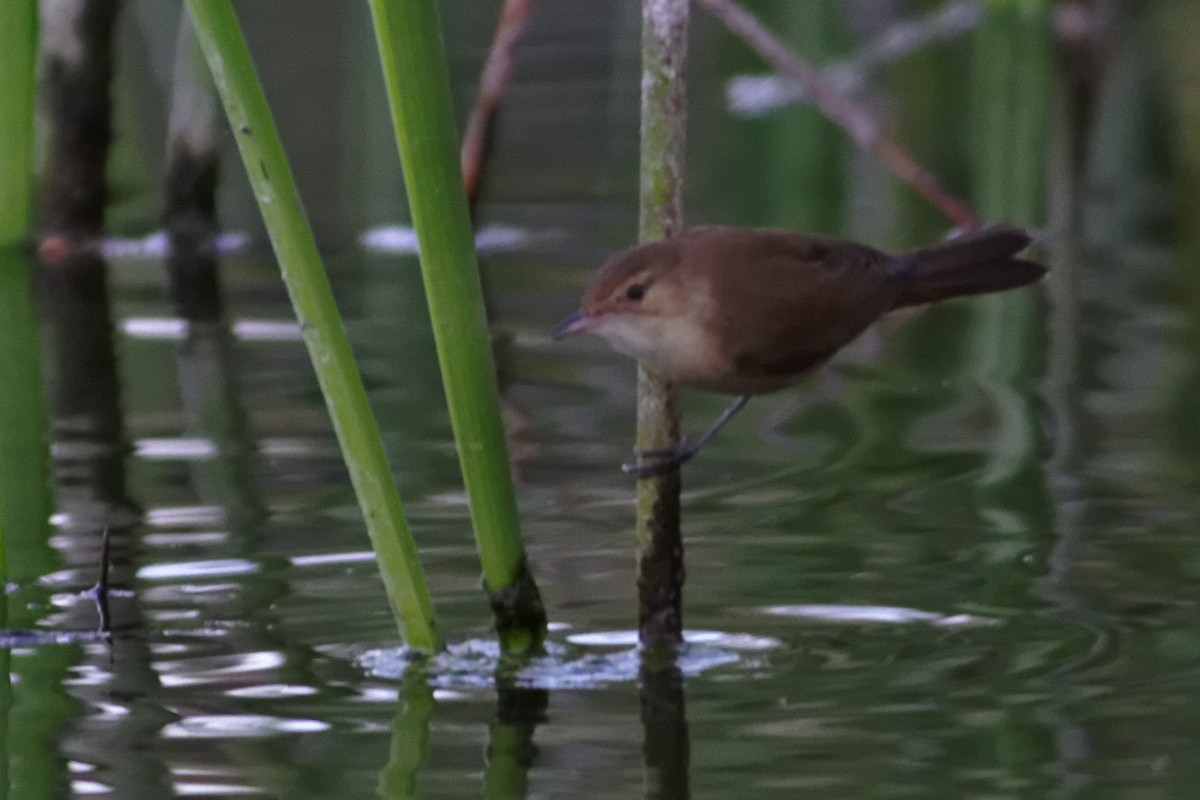 Australian Reed Warbler - ML637863257