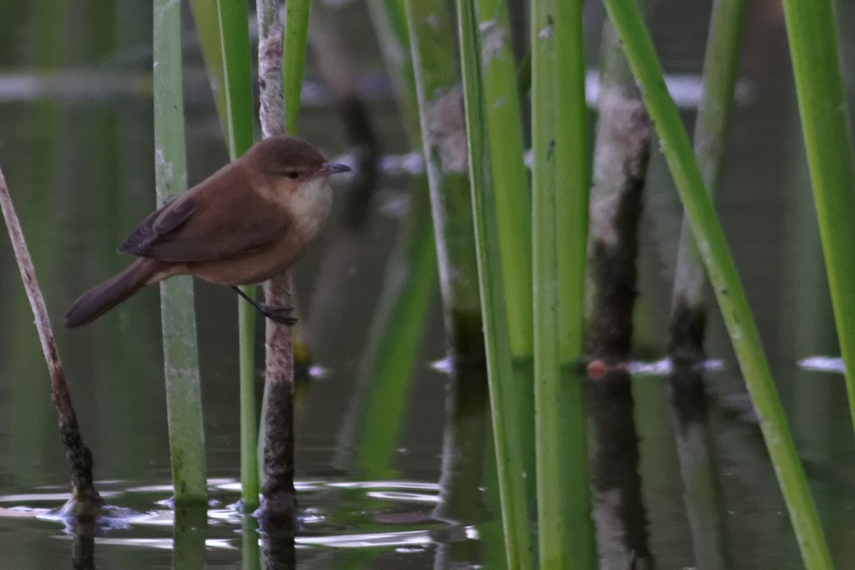 Australian Reed Warbler - ML637863258