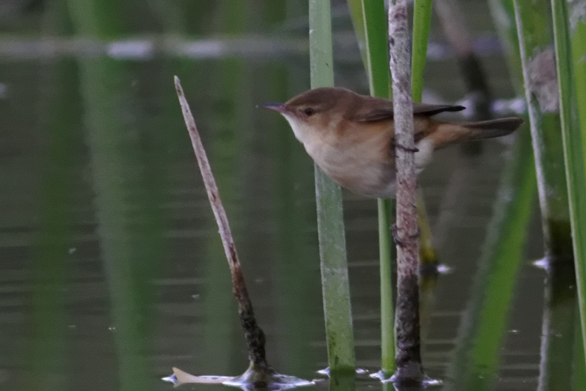 Australian Reed Warbler - ML637863264