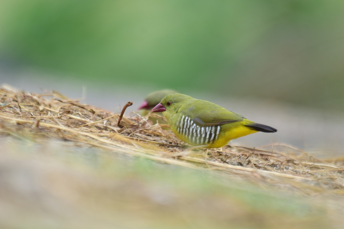 Green Avadavat - ML637863285