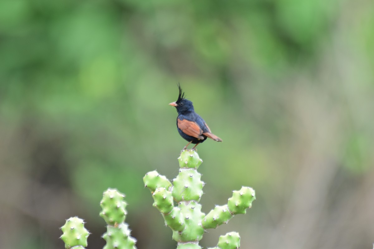 Crested Bunting - ML637863292