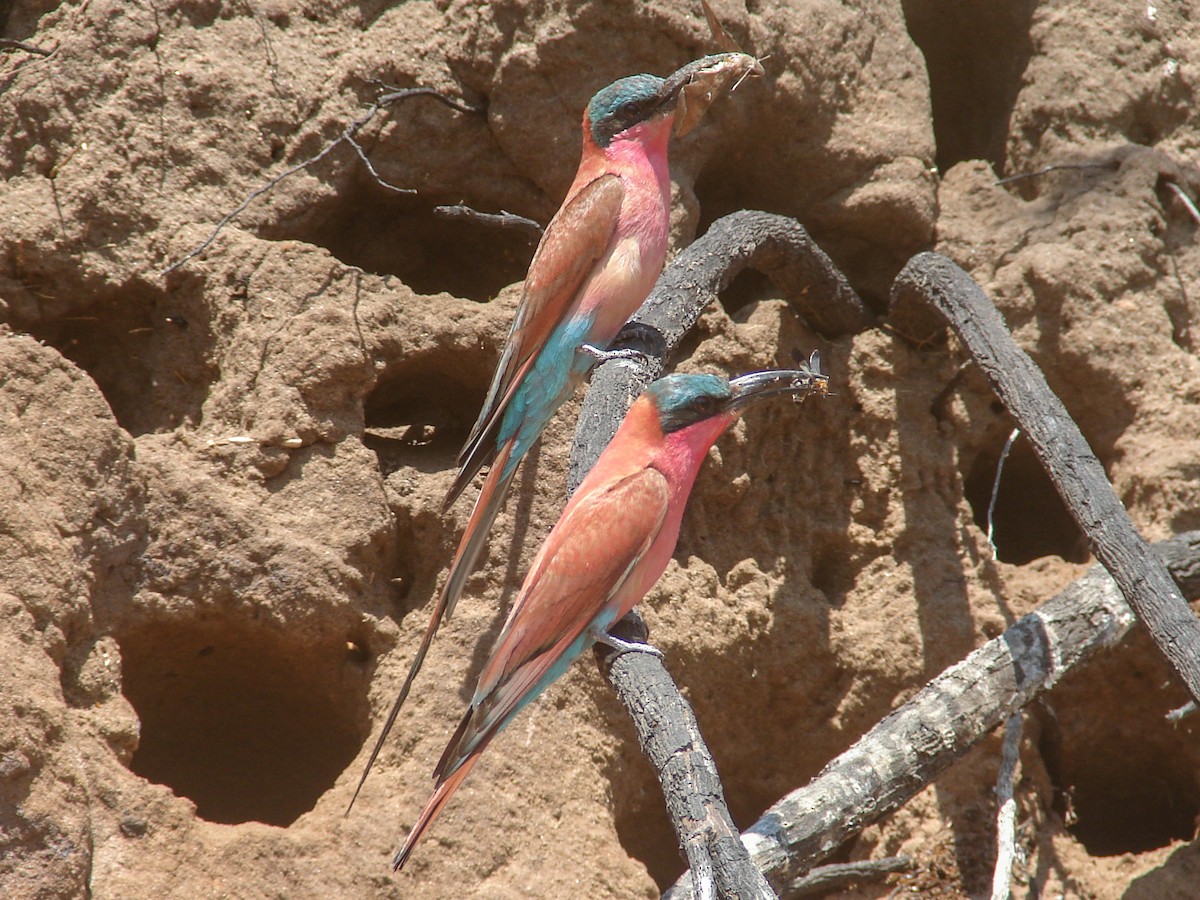 Southern Carmine Bee-eater - ML637863353