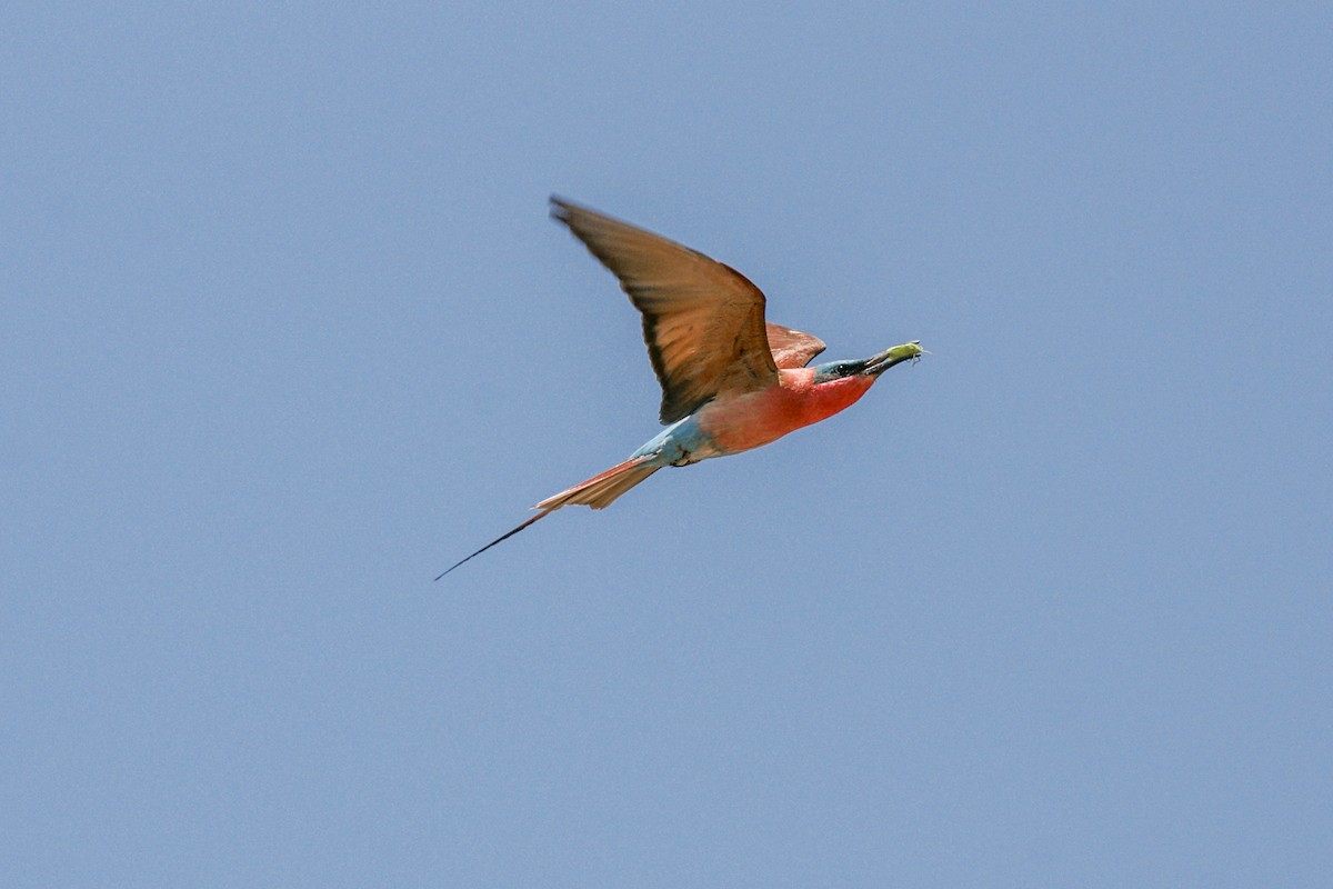 Southern Carmine Bee-eater - ML637863359