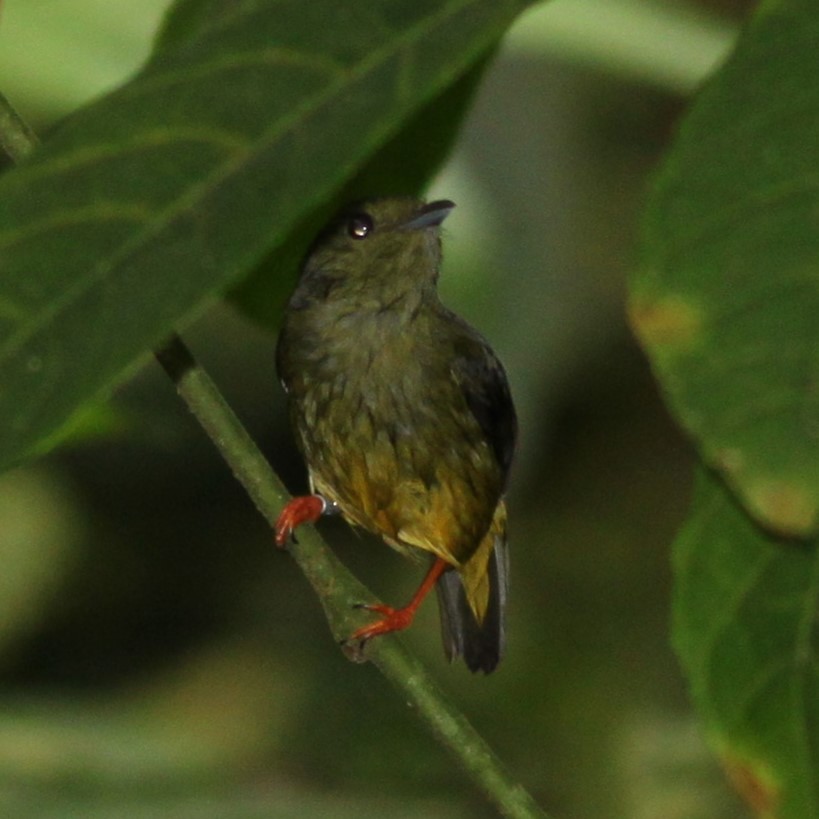 White-collared Manakin - ML637863380