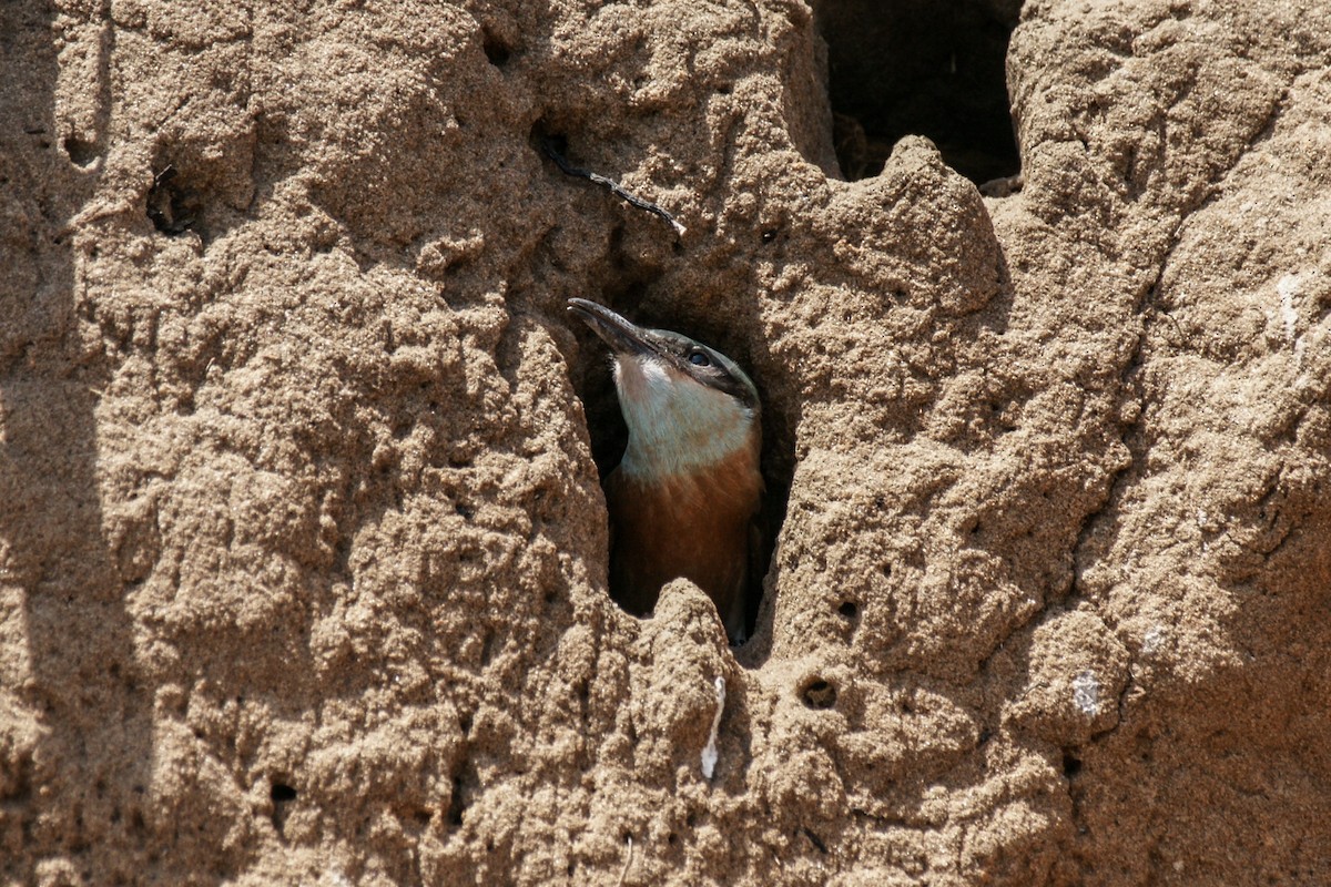Southern Carmine Bee-eater - ML637863400